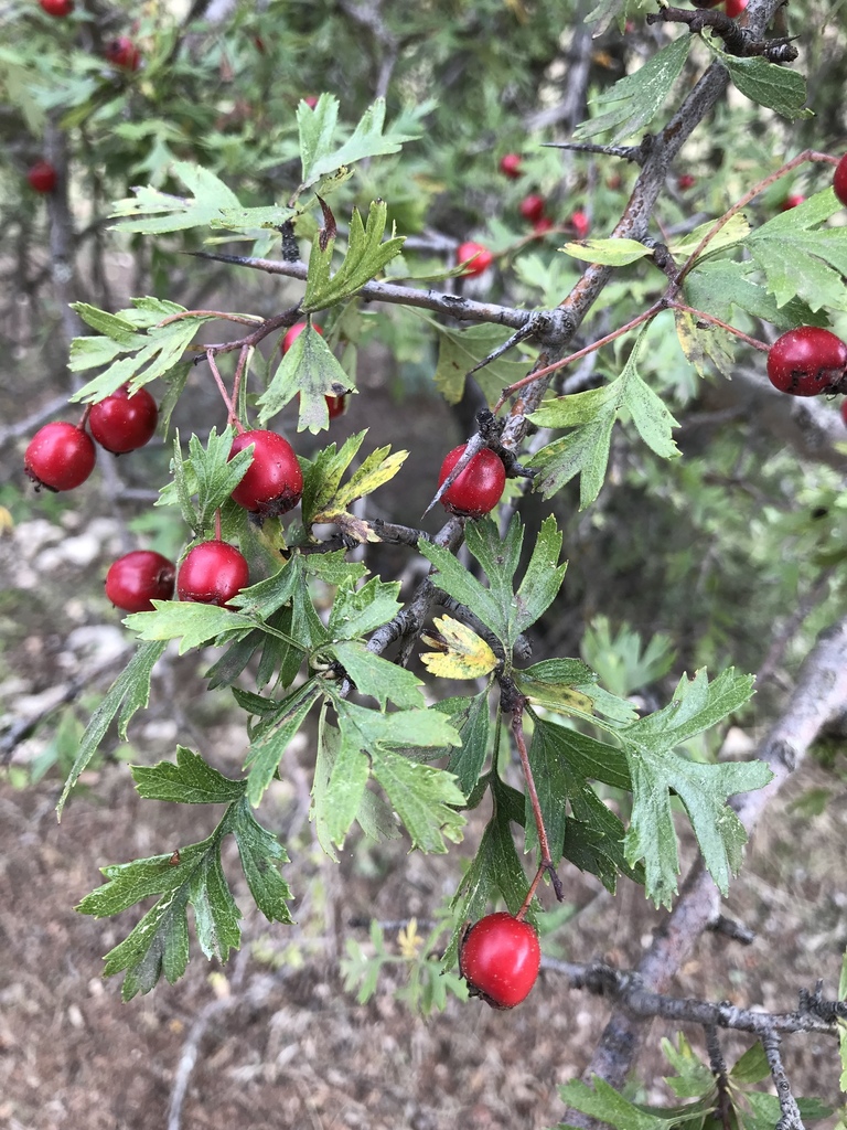 Illustration de Crataegus monogyna Jacq.