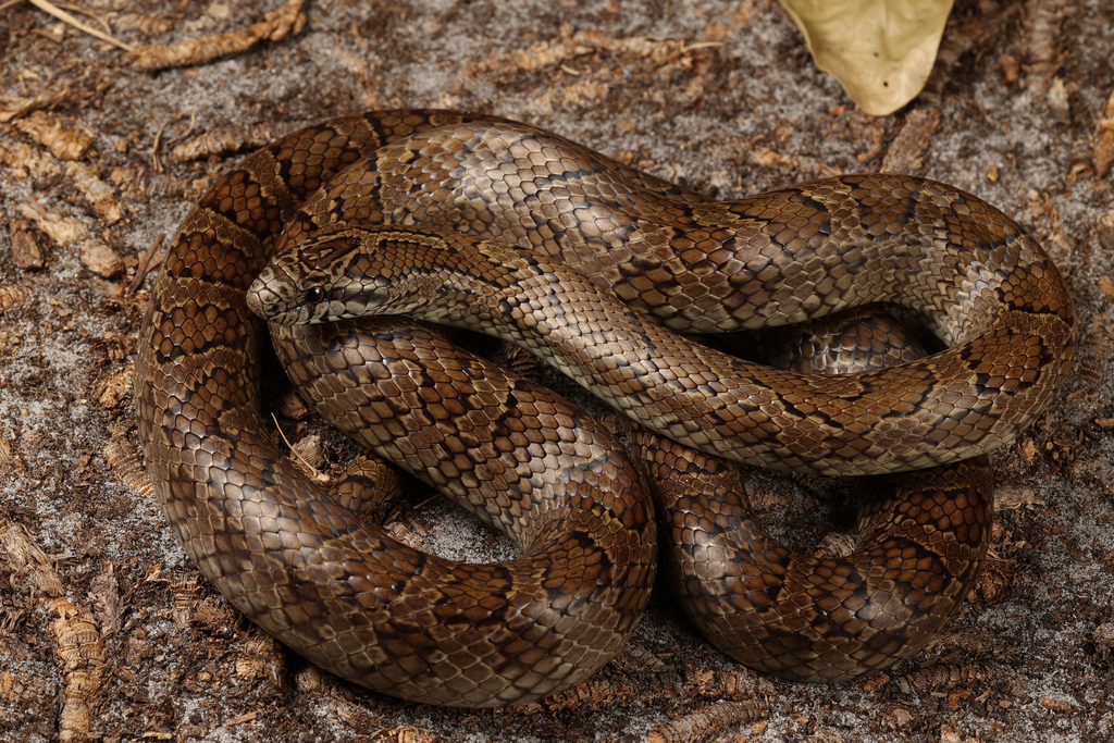 South Florida Mole Kingsnake in March 2023 by captainjack0000 · iNaturalist