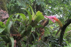 Aechmea nudicaulis image