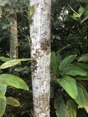 Ceiba pentandra image