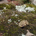 Cooper's Grassland Frog - Photo (c) César Andrés Castillo, all rights reserved, uploaded by César Andrés Castillo