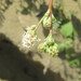 Boerhavia verbenacea - Photo (c) Junior, todos los derechos reservados, subido por Junior