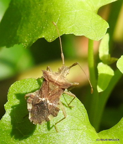 Cletomorpha hastata · iNaturalist