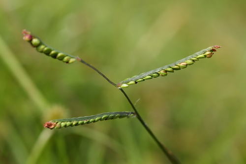 Paspalum laeve Michx.