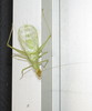 Snowy Tree Cricket - Photo (c) Eric R. Eaton, all rights reserved, uploaded by Eric R. Eaton