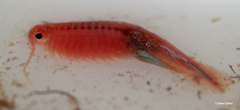 Thamnocephalus platyurus image