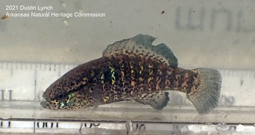 Banded Pygmy Sunfish