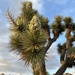 Yucca brevifolia - Photo (c) Branden Kowalyszyn, kaikki oikeudet pidätetään, lähettänyt Branden Kowalyszyn