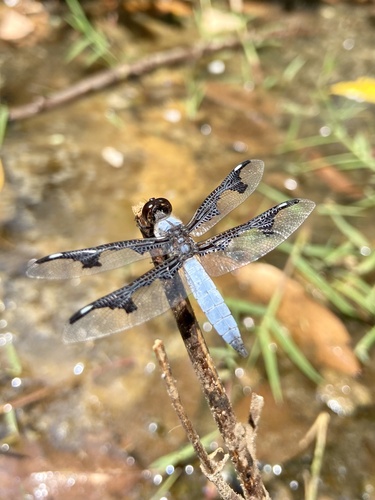 Portia Widow