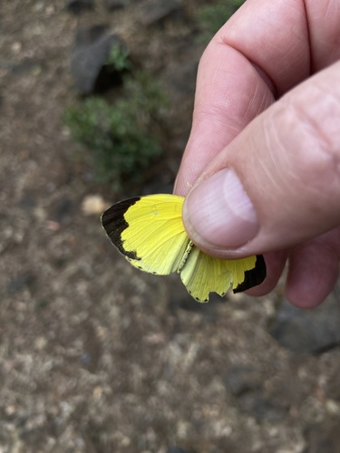 Common Grass Yellow
