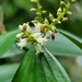 Trochocarpa laurina - Photo (c) Richard Dimon, kaikki oikeudet pidätetään, lähettänyt Richard Dimon