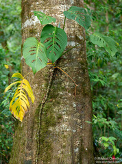 Monstera oreophila image