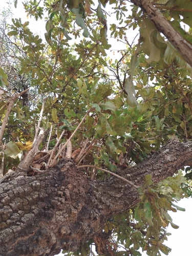 Shea Tree