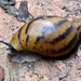 Giant Tiger Land Snail - Photo (c) brngckn, all rights reserved, uploaded by brngckn