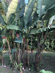 Heliconia mariae image