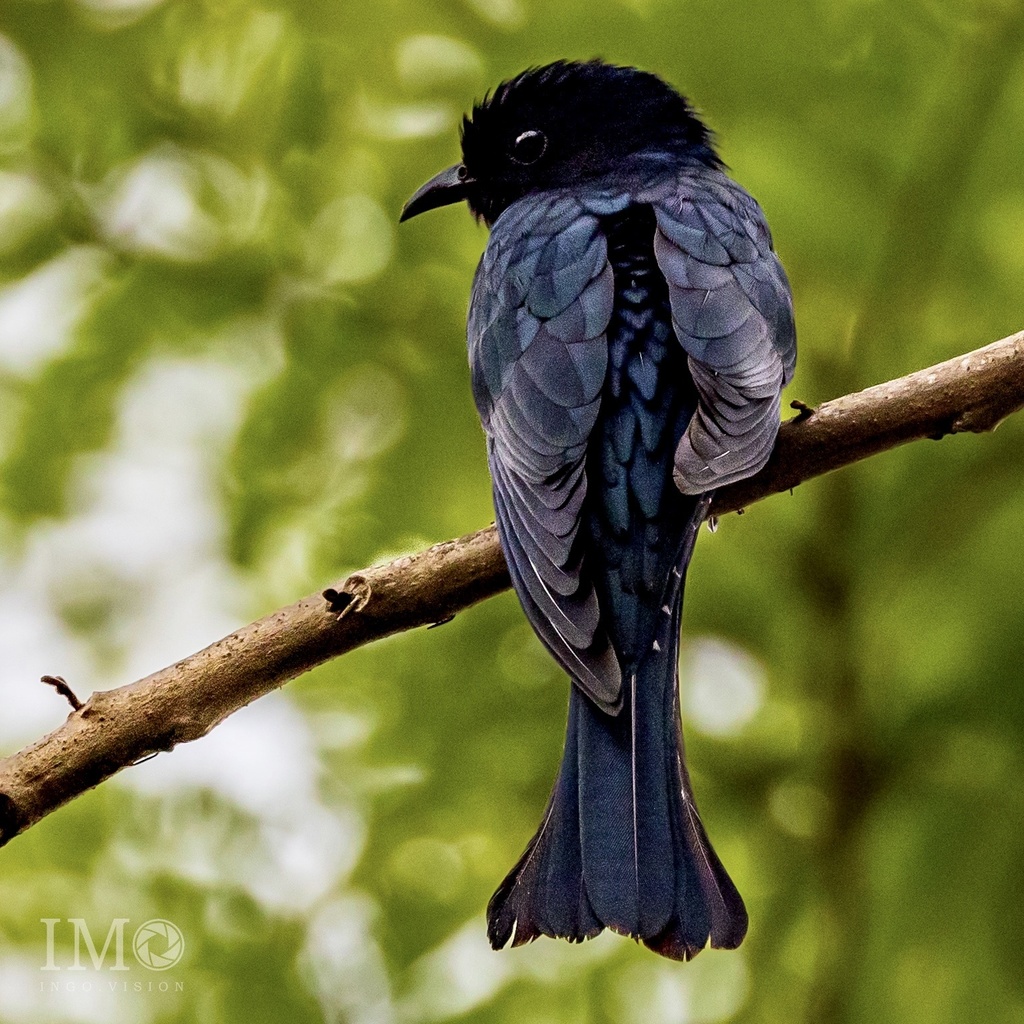Square-tailed Drongo photo