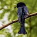 Square-tailed Drongo-Cuckoo - Photo (c) Ingo Moench, all rights reserved, uploaded by Ingo Moench