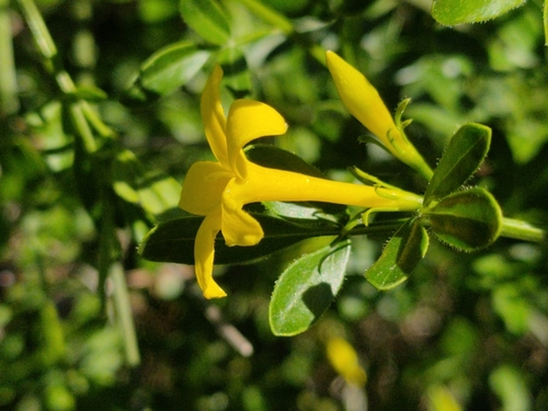 Wild Jasmine