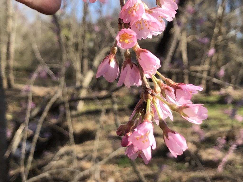 true cherries from Thornbrook Rd, Ellicott City, MD, US on March 26