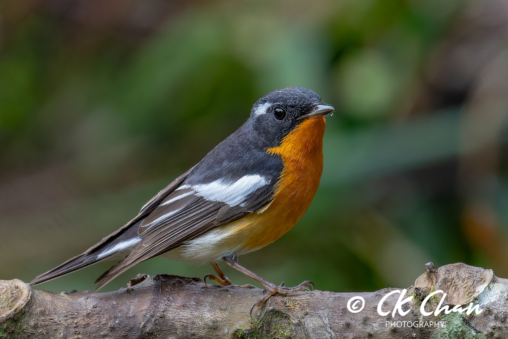 Mugimaki Flycatcher (Ficedula mugimaki) photo