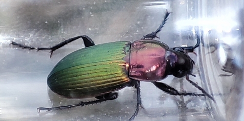 Poecilus kugelanni