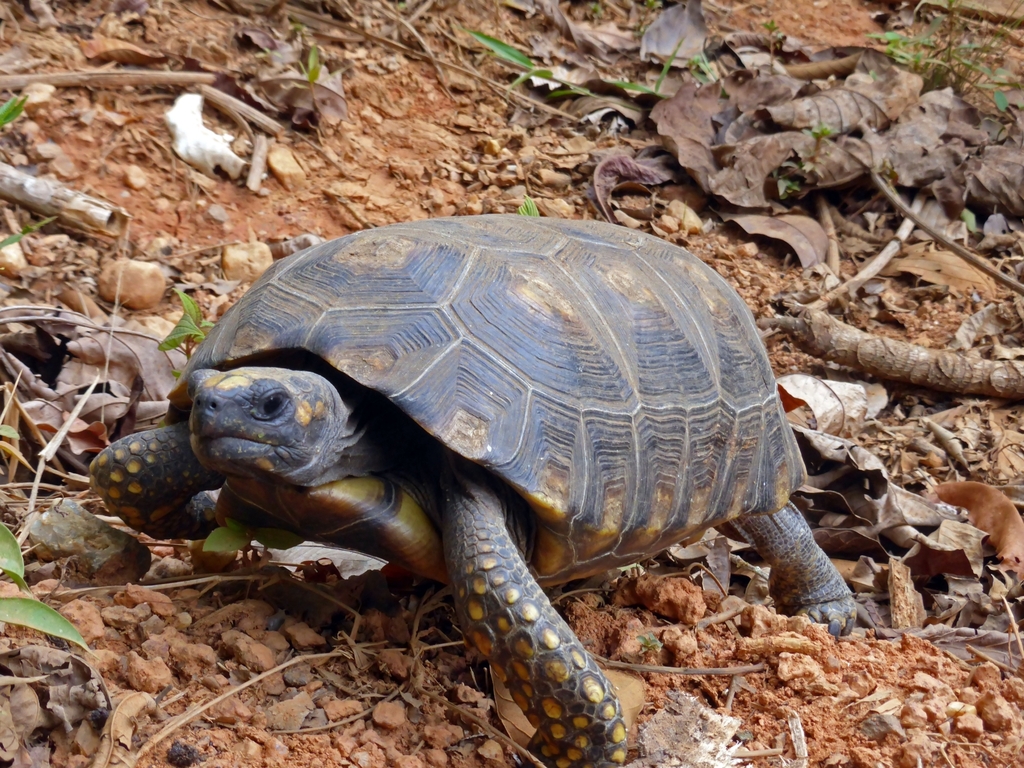 Brazilian Giant Tortoise in October 2015 by Hélène Moingeon · iNaturalist