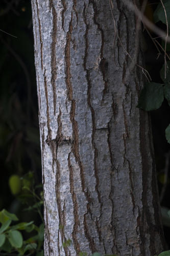 West Indies Cedrela (Cedrela odorata)