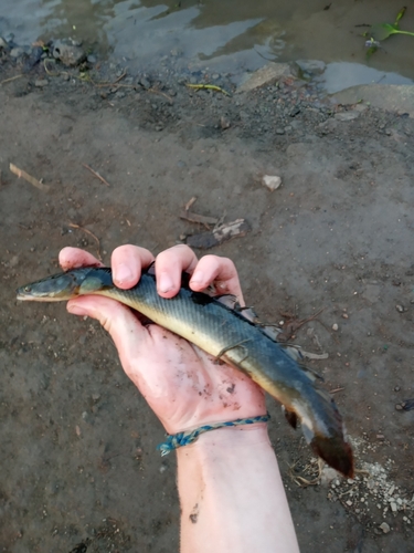 Senegal Bichir
