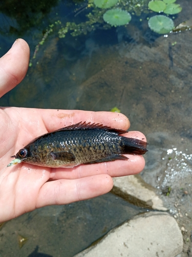 Ocellated labyrinth fish