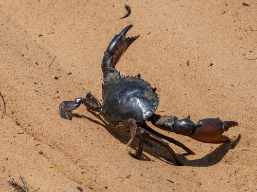 Mud Crab