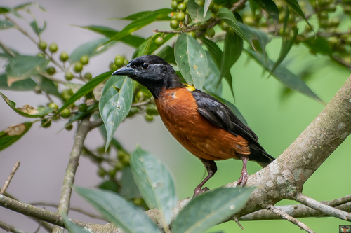 Yellow-mantled Weaver