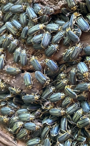 Elm Leaf Beetle