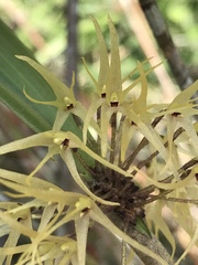 Myoxanthus exasperatus image