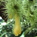 Glossoloma purpureum - Photo (c) bejatmccracken, todos los derechos reservados, subido por bejatmccracken