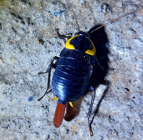 Pseudoderopeltis