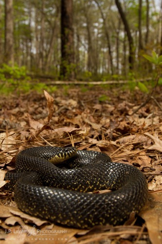 Black Kingsnake