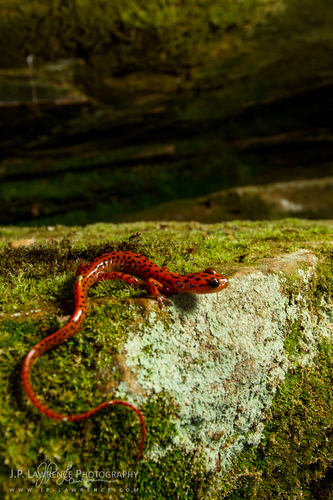 Cave Salamander