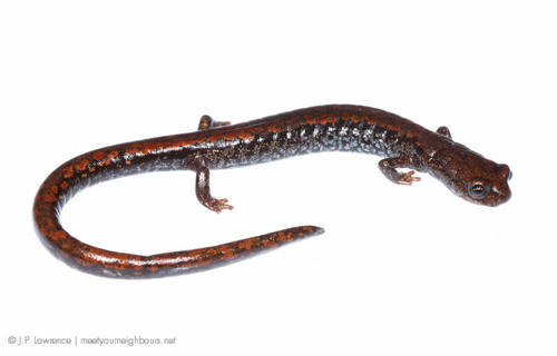 Oregon Slender Salamander