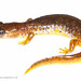 Cascade Torrent Salamander - Photo (c) J.P. Lawrence, all rights reserved