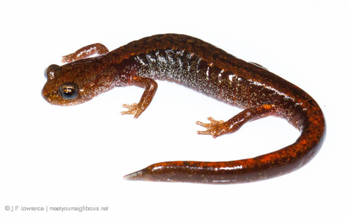Larch Mountain Salamander