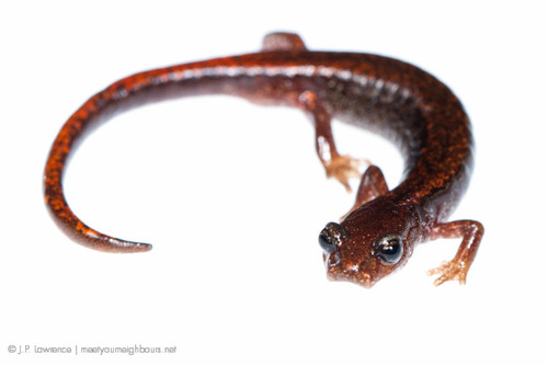 Larch Mountain Salamander