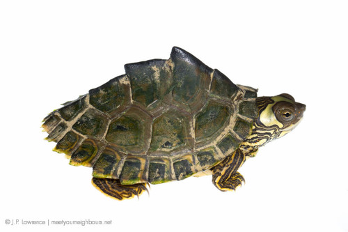 Pearl River Map Turtle