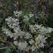 Eupatorium rotundifolium scabridum - Photo (c) Eric Hunt, all rights reserved, uploaded by Eric Hunt