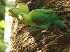 Orange-Chinned Parakeet