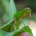 Mantis de Escudo - Photo (c) mokperu, todos los derechos reservados