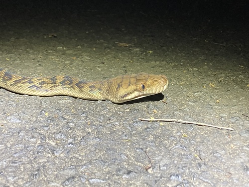 Australian Scrub Python sighting