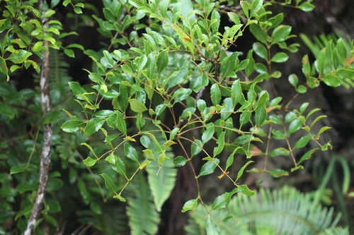 Euplassa nebularis
