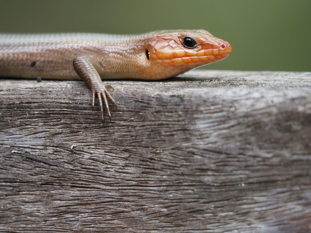 Common Fivelined Skink from Sanctuary Rd, Harleyville, SC, US on March