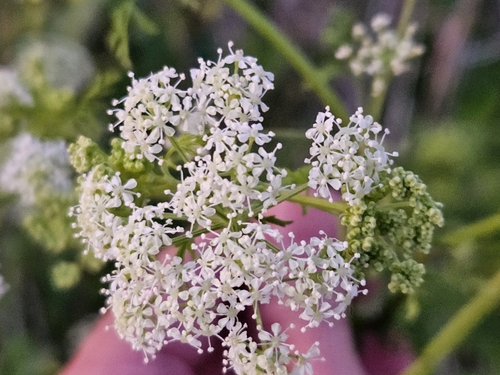 iNaturalist observation photo of poison hemlock