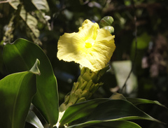 Dimerocostus strobilaceus image